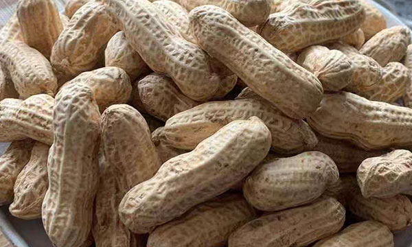 Roasted In-Shell Peanut